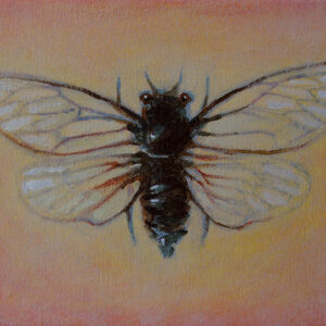 Between Angels and Insects